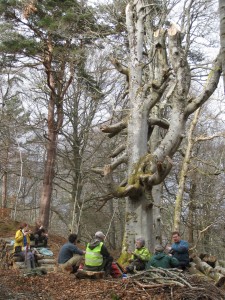 Volunteers in the woodland