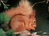 Red-Squirrel