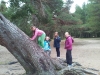 Florrie, Caitlin, Francessca & Morgan climb a tree, Loch Morlich