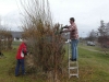 willow tidy march 2013