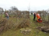 willow tidy march 2013