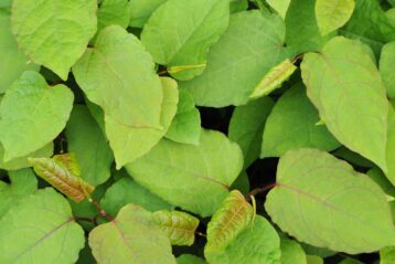 Japanese Knotweed Foliage