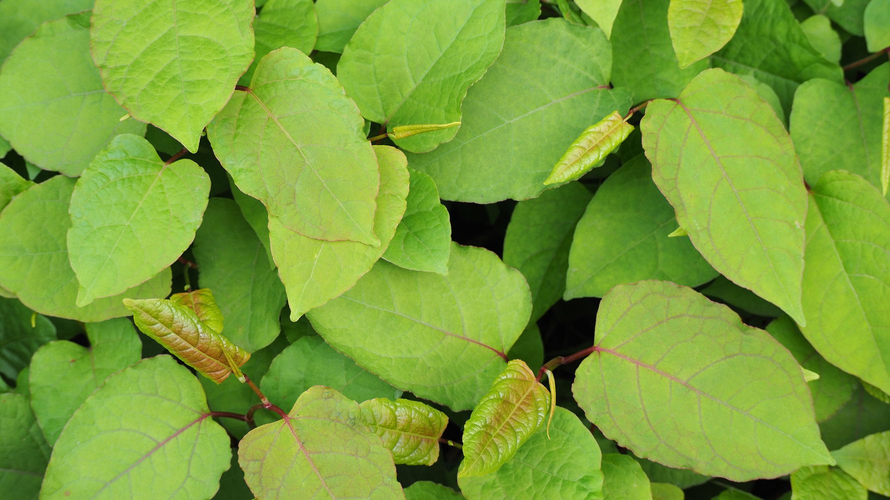 Japanese Knotweed Foliage