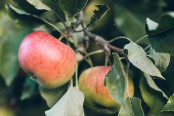 Apple tree