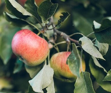 Apple tree